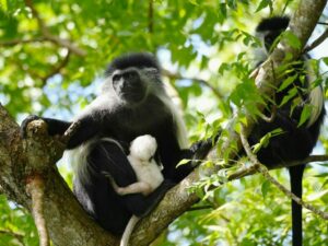 colobus-1024x768-1