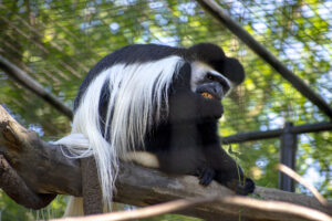 colobus_intern-alyssa-2-scaled